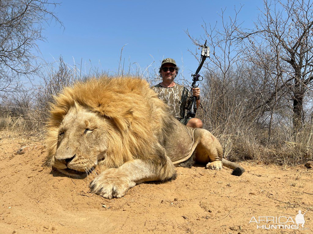 Lion Bow Hunting South Africa