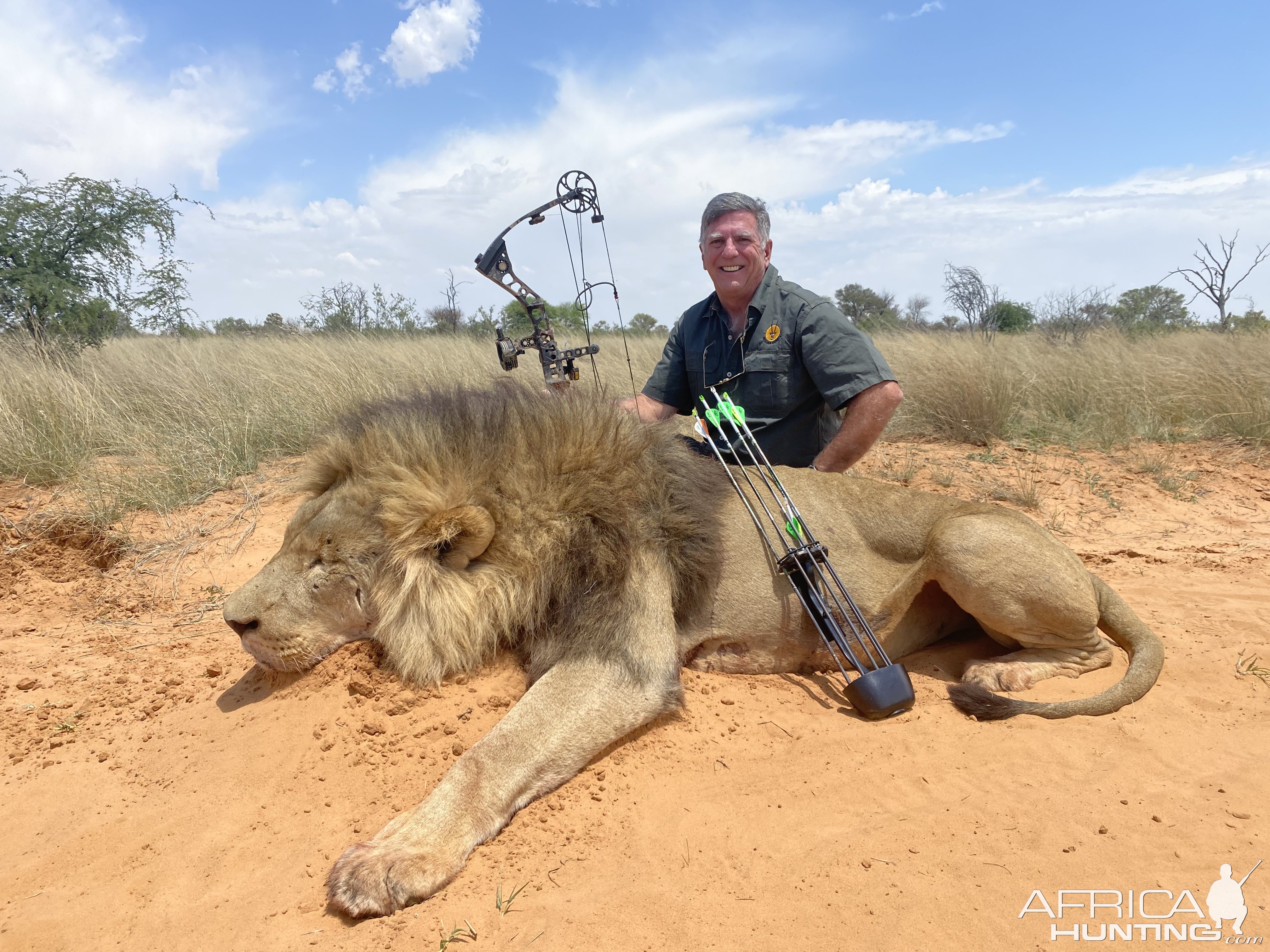 Lion Bowhunt Kalahari South Africa