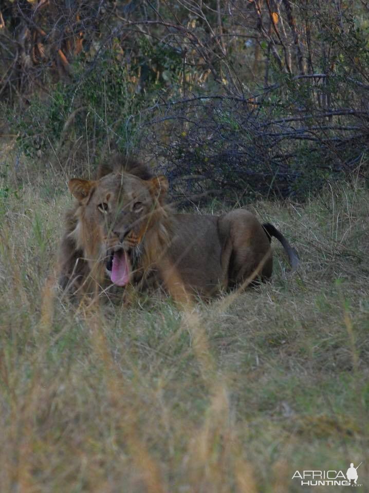 Lion Caprivi Namibia