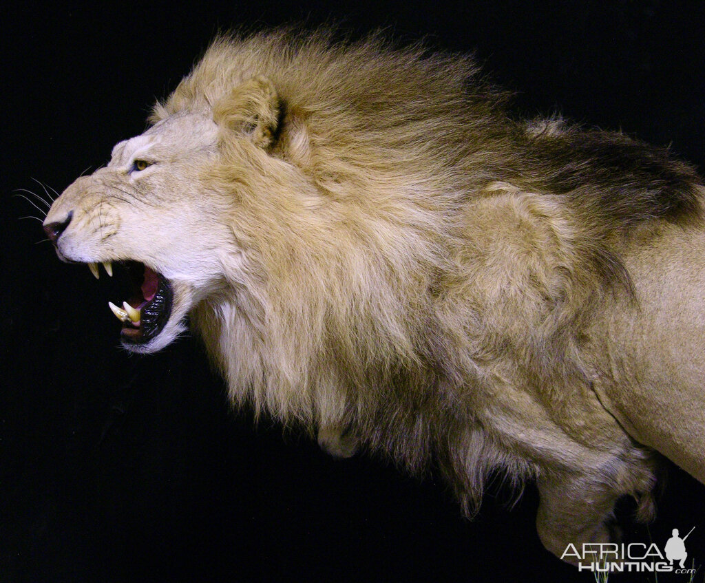 Lion Charge Full Mount Taxidermy