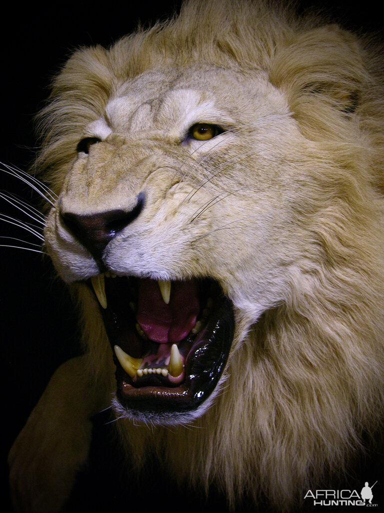 Lion Charge Full Mount Taxidermy