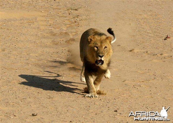 Lion charging vehicle