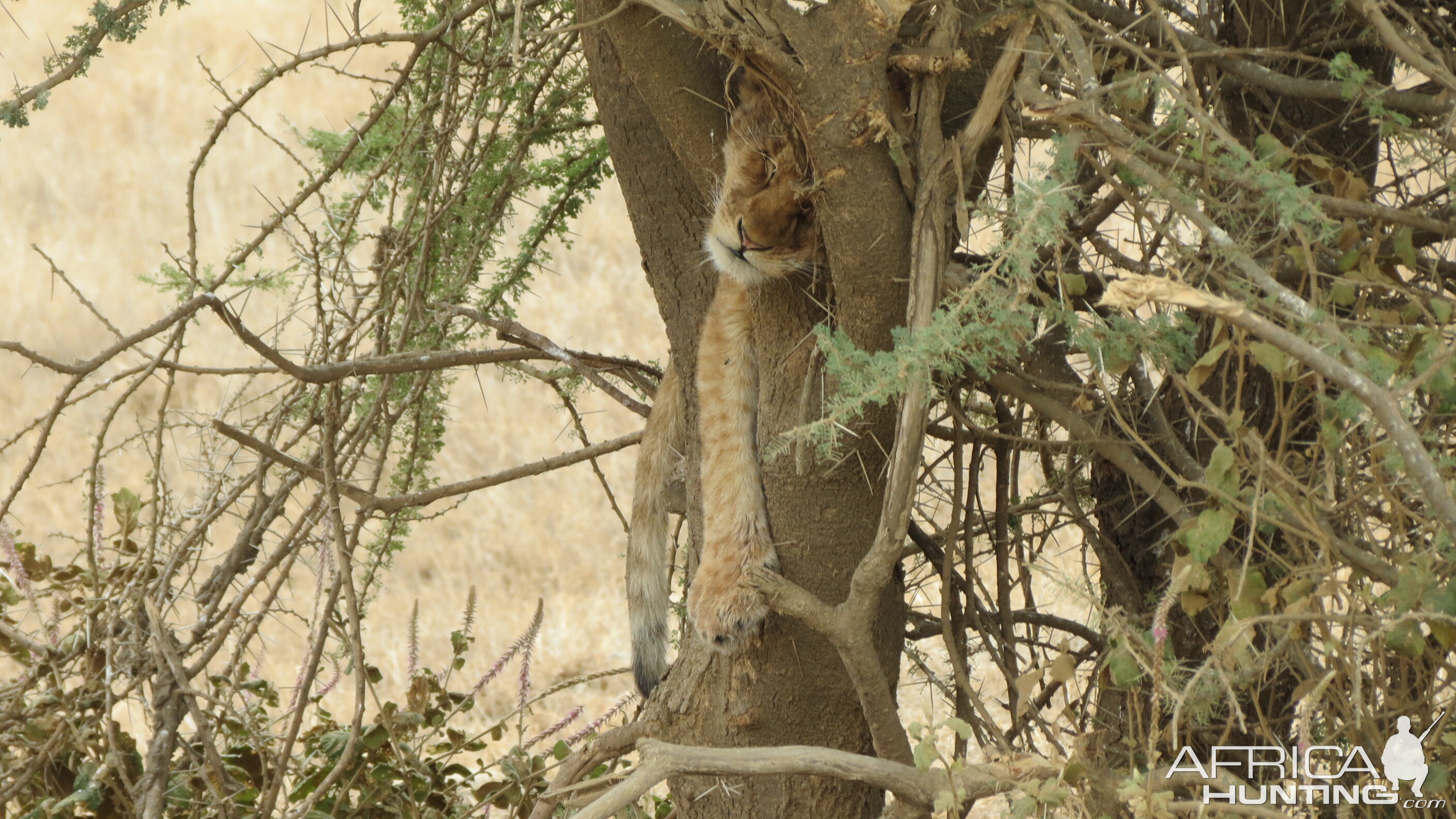 Lion cub sleeping in a tree
