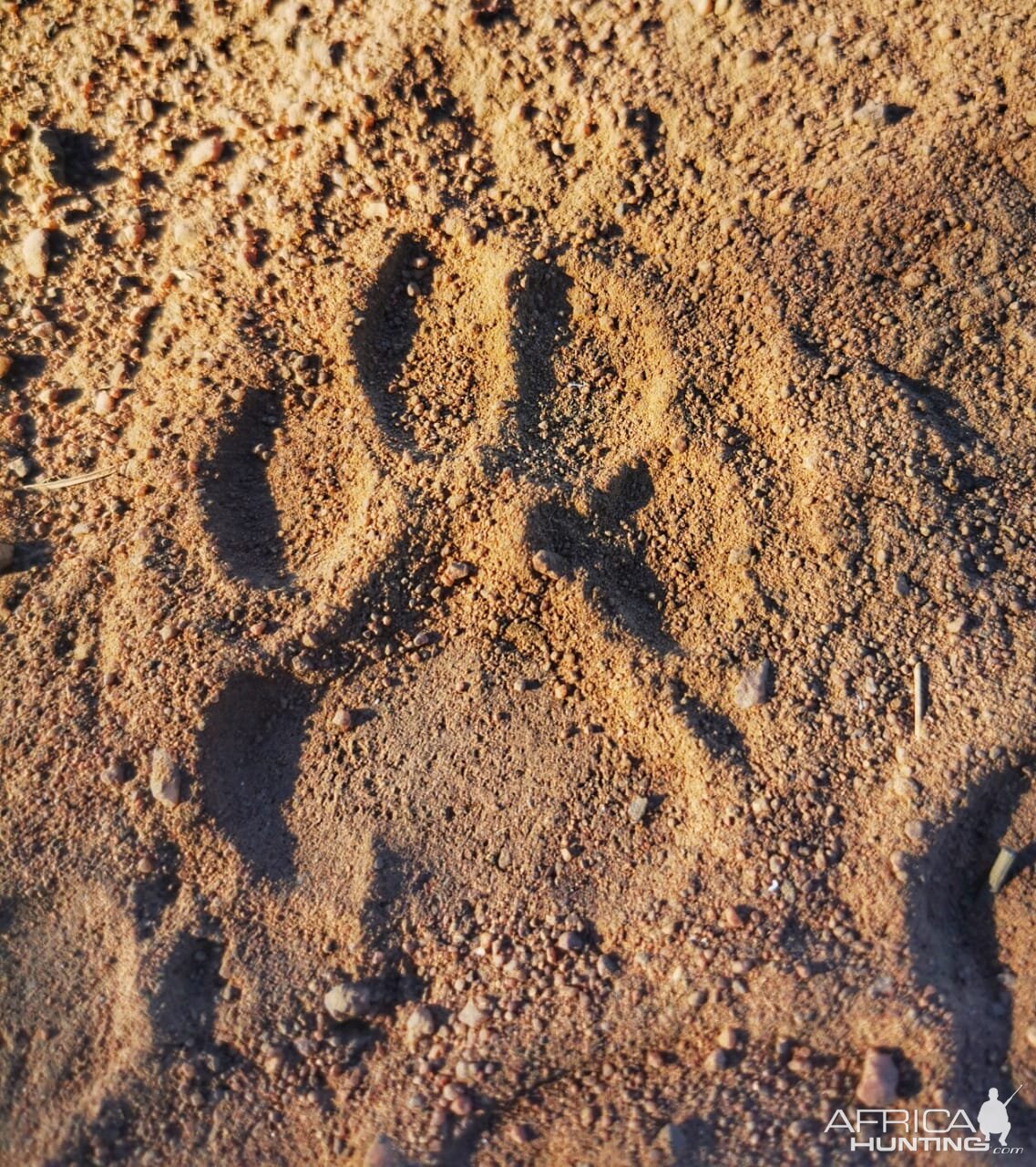 Lion Footprint Limpopo South Africa