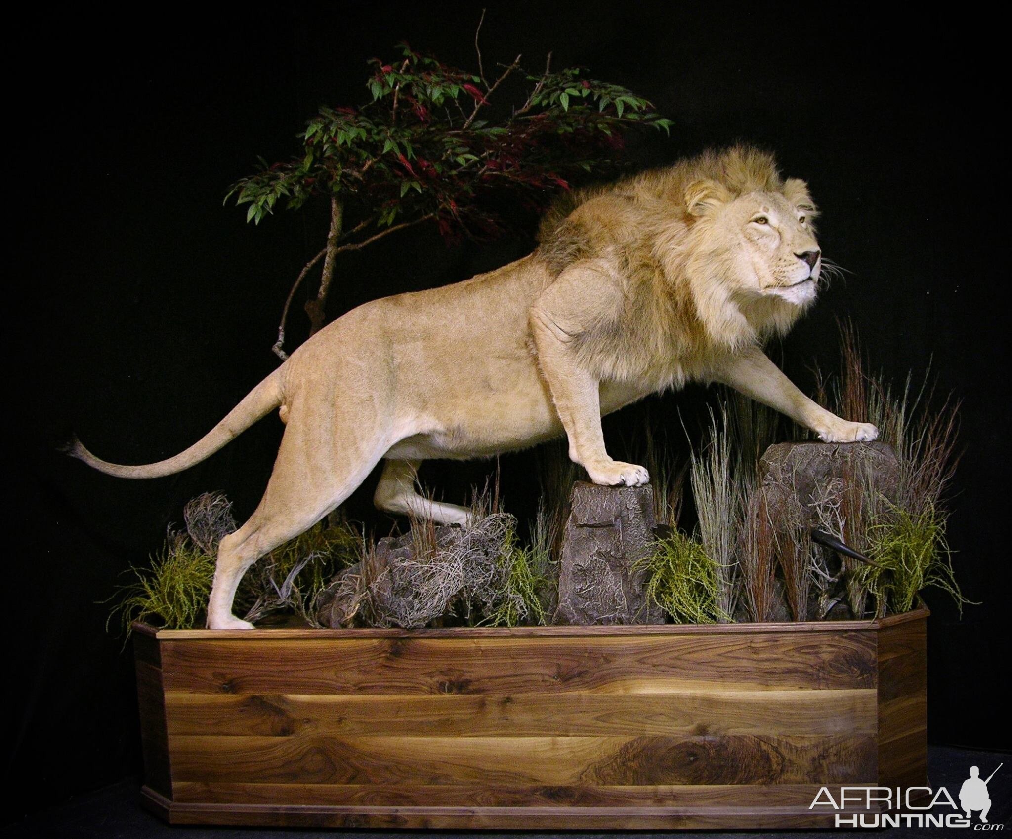 Lion Full Mount Pedestal Taxidermy