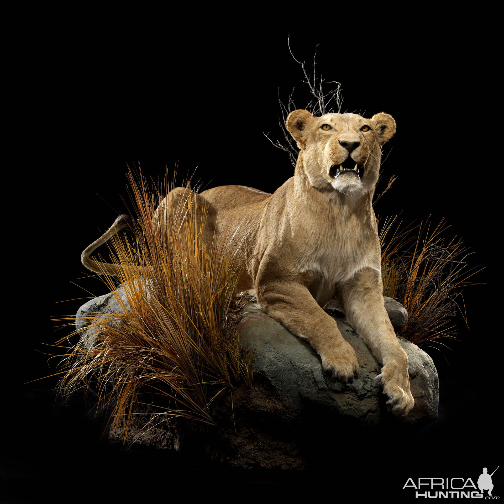 Lion Full Mount Taxidermy