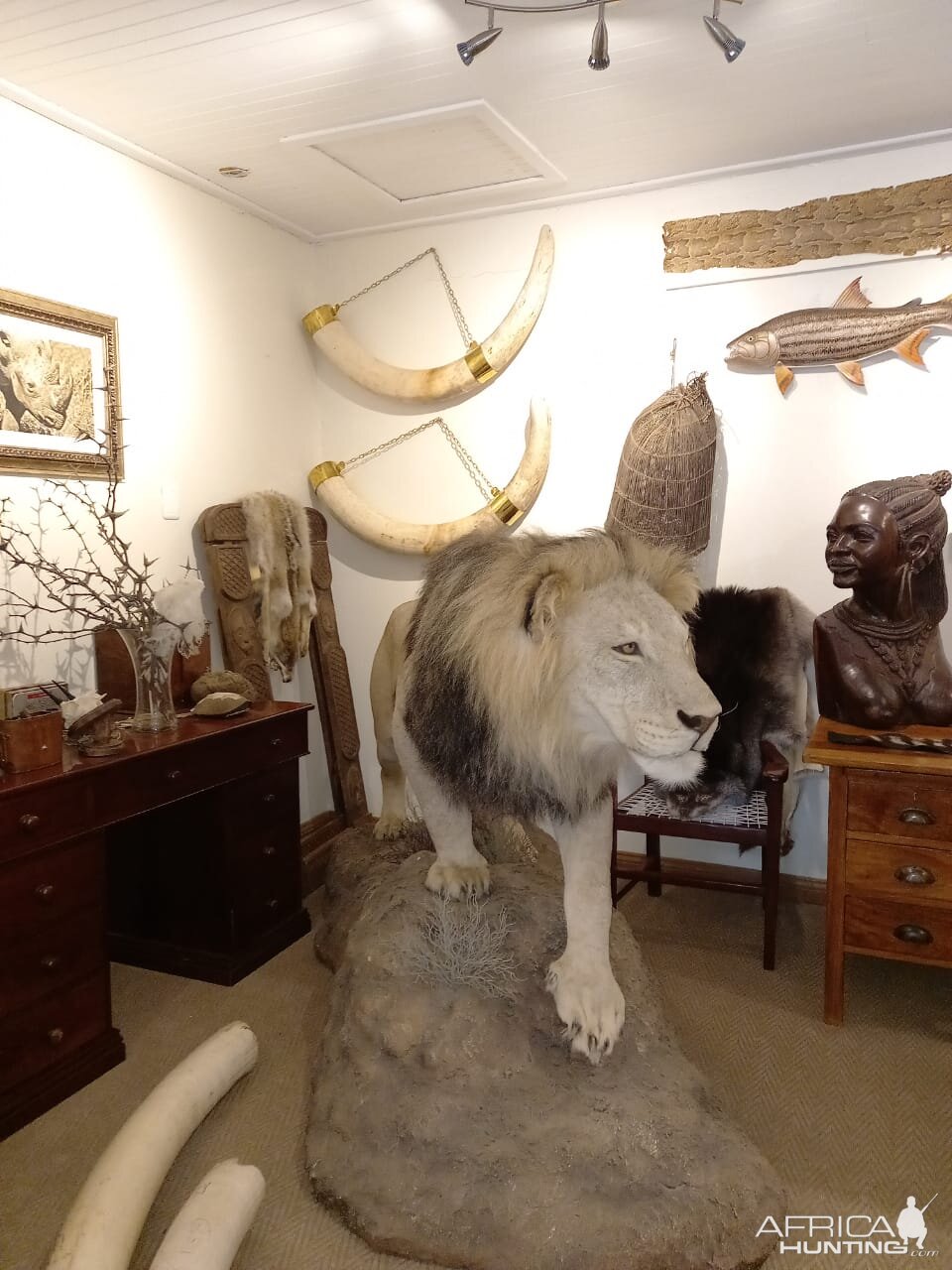 Lion Full Mount Taxidermy