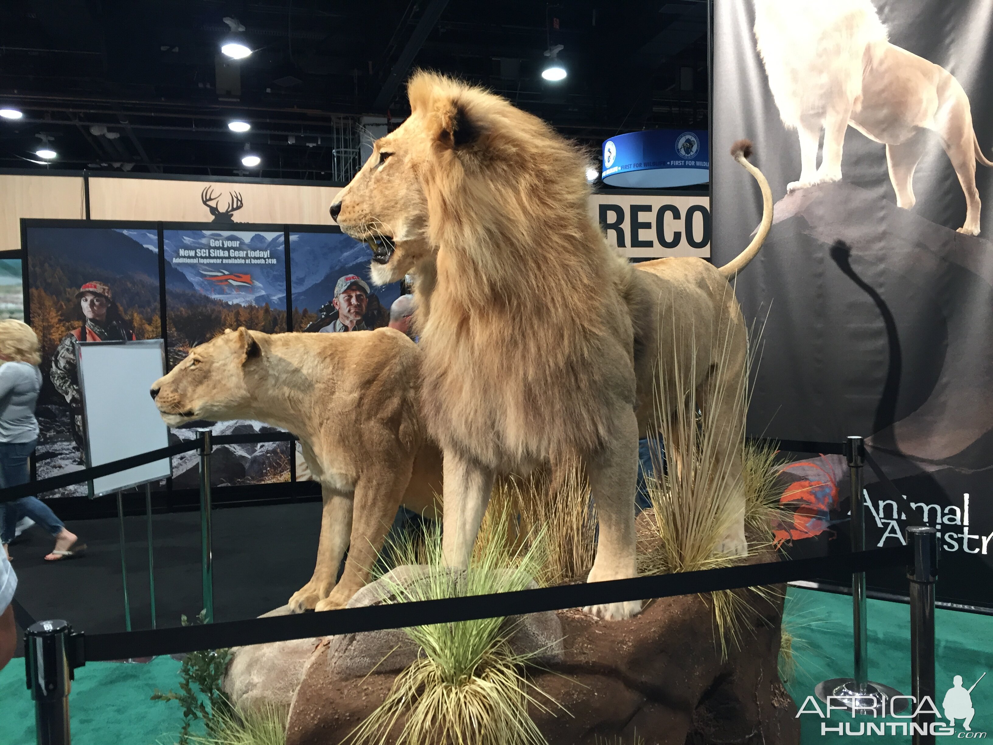 Lion Full Mount Taxidermy