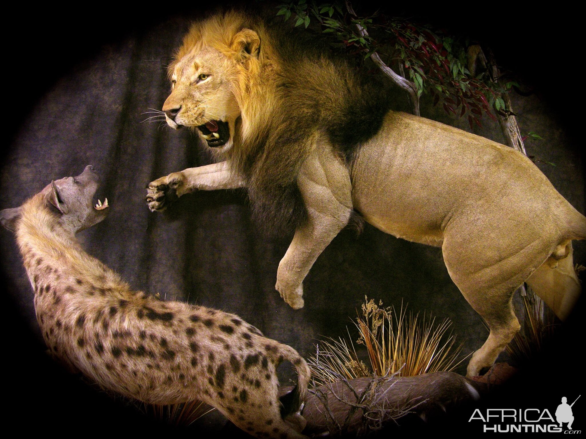 Lion Full Mount Taxidermy