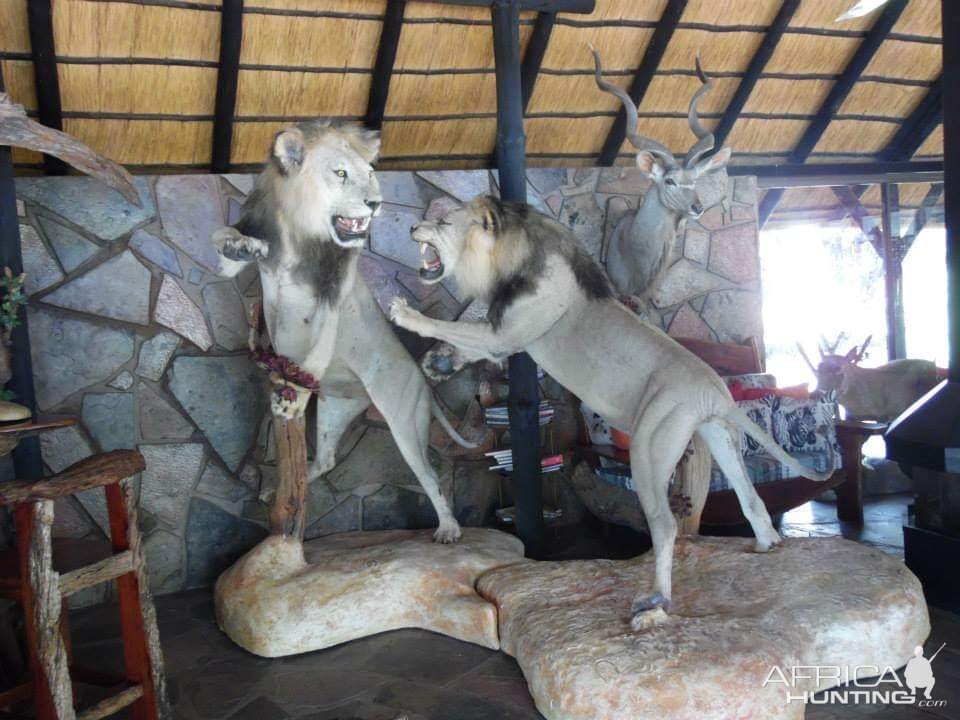 Lion Full Mount Taxidermy