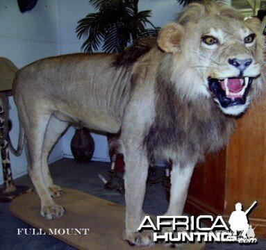 Lion full mount