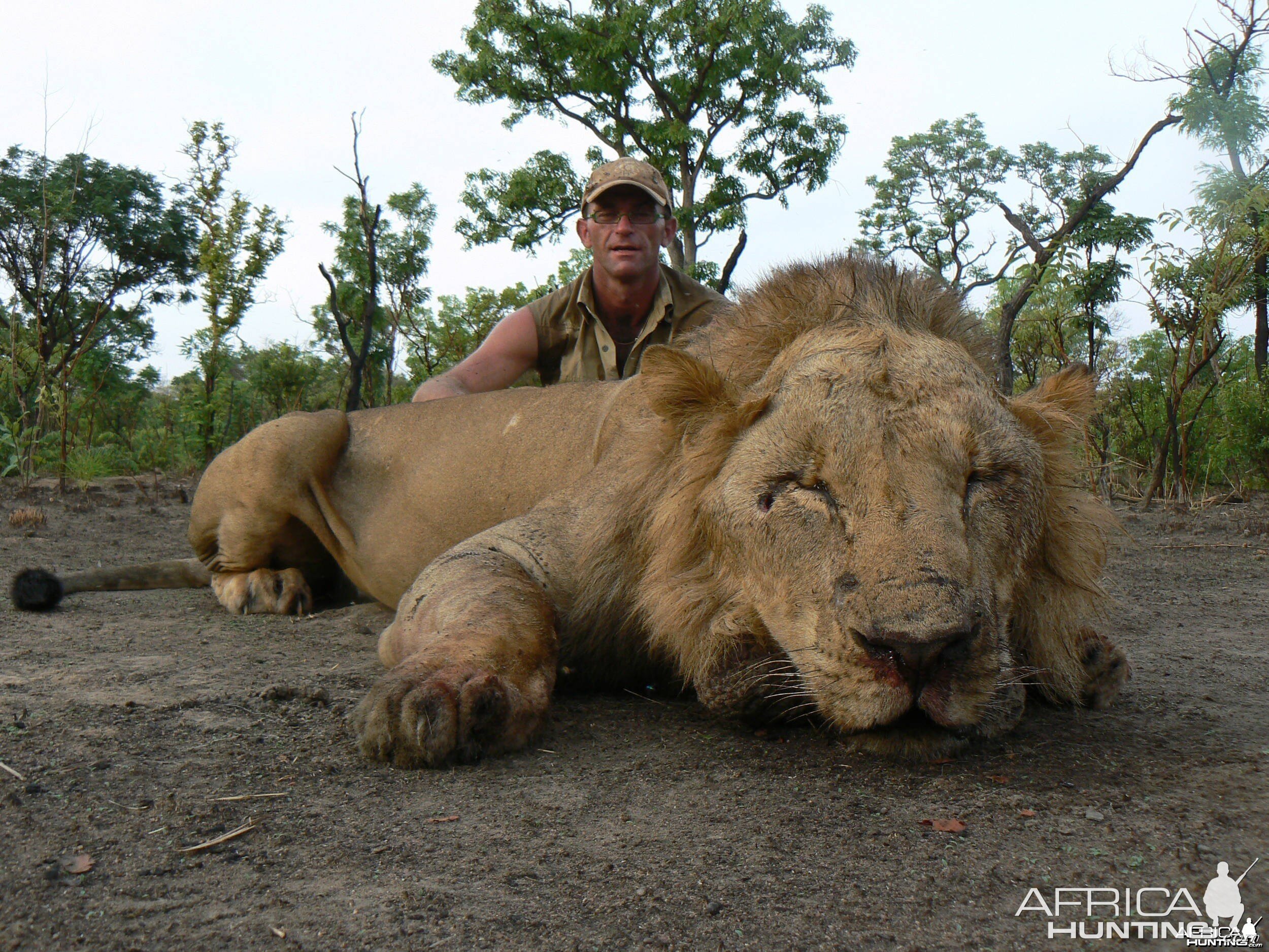 Lion hunt in Central Africa