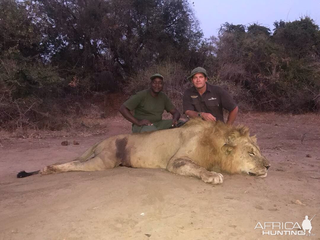 Lion Hunt in Zimbabwe