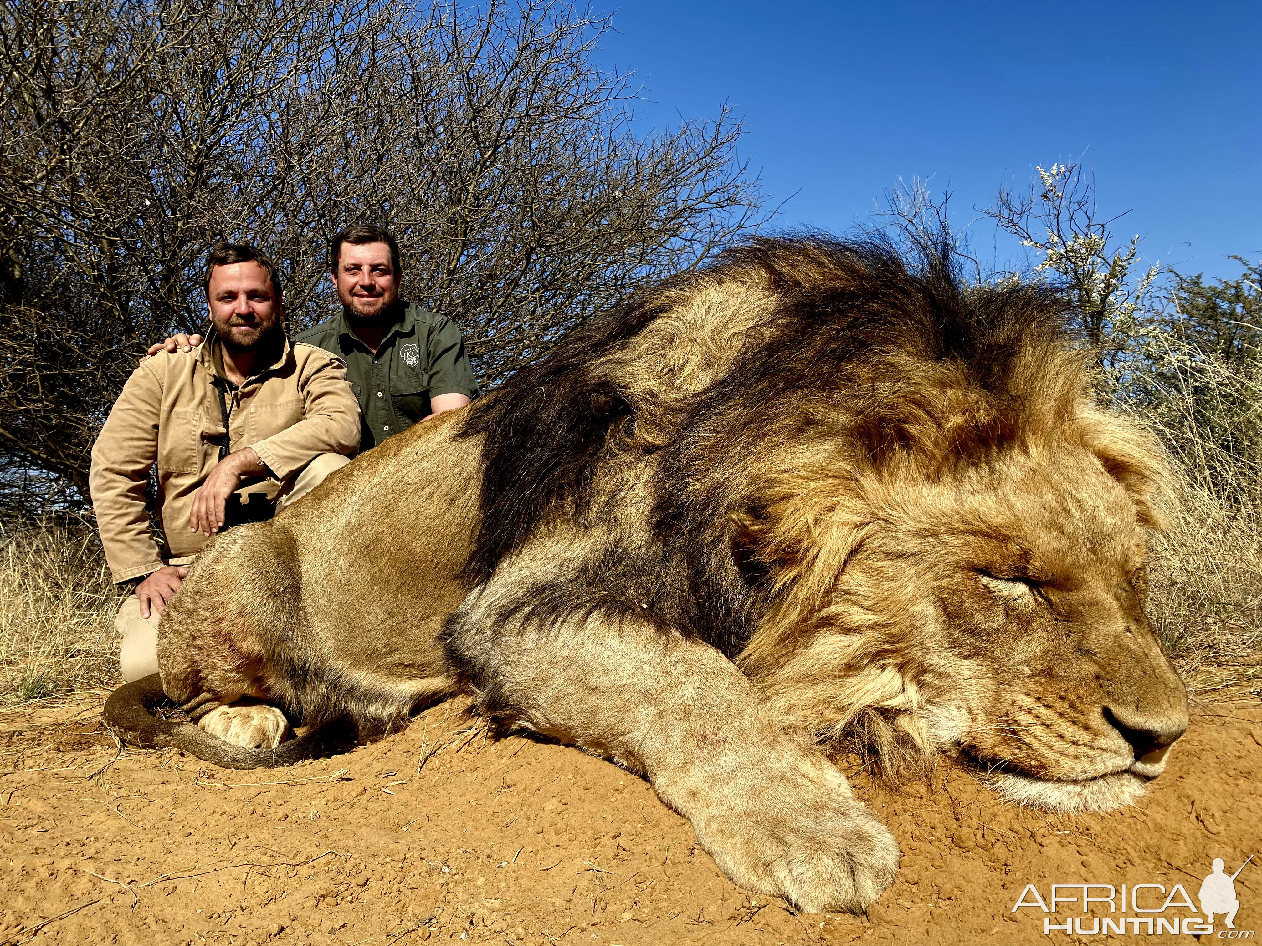 Lion Hunt Kalahari South Africa
