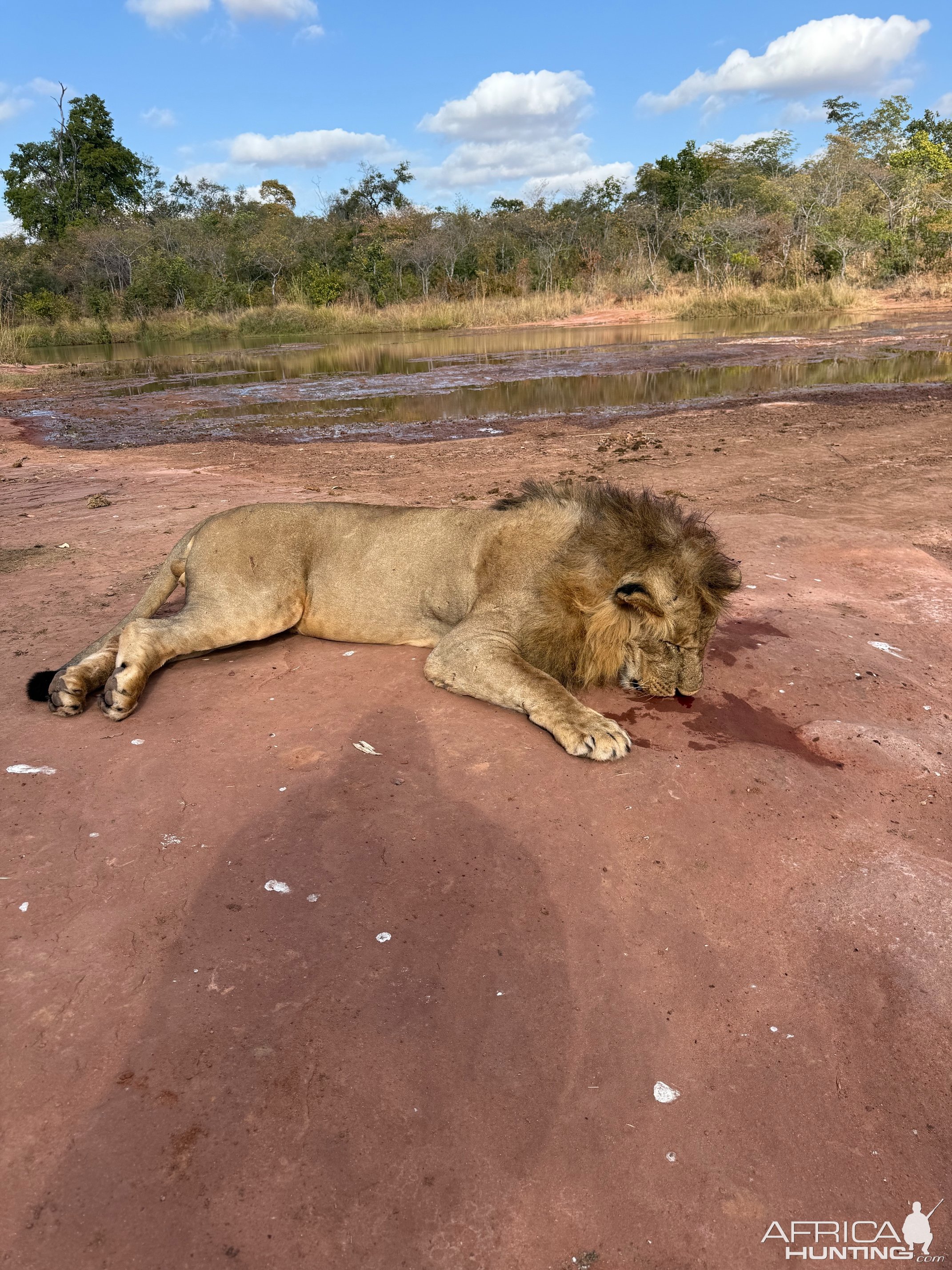 Lion Hunt Zimbabwe
