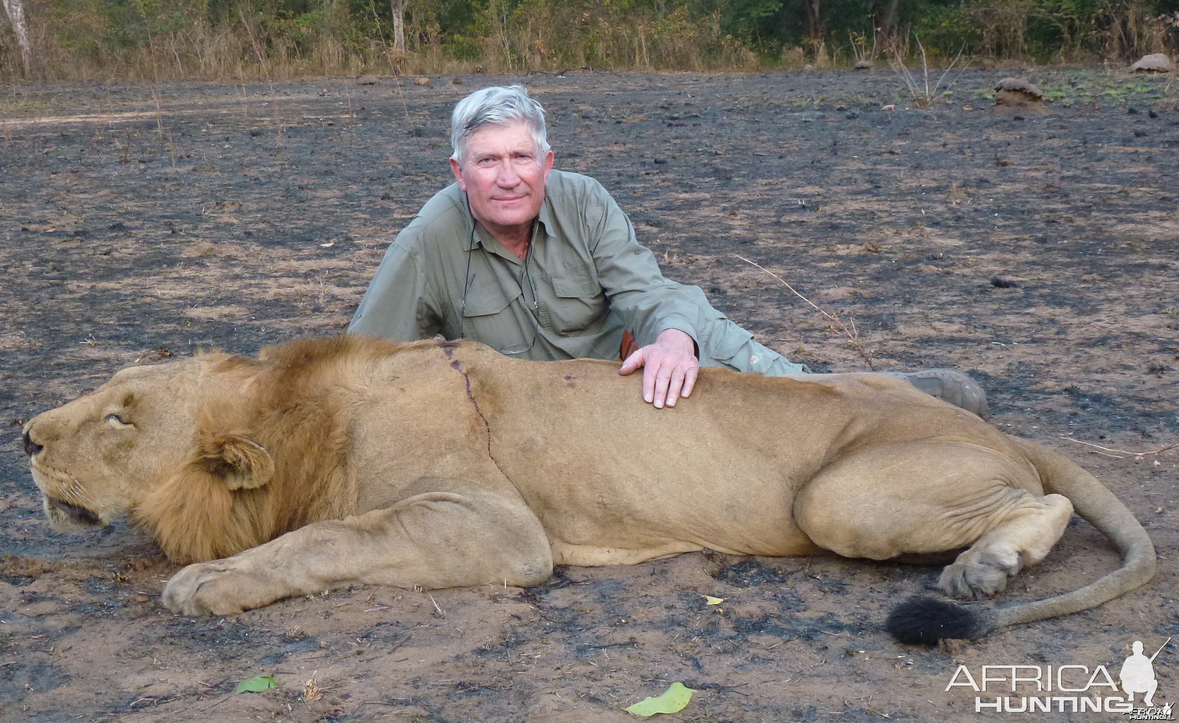 Lion hunted in Central Africa with Club Faune