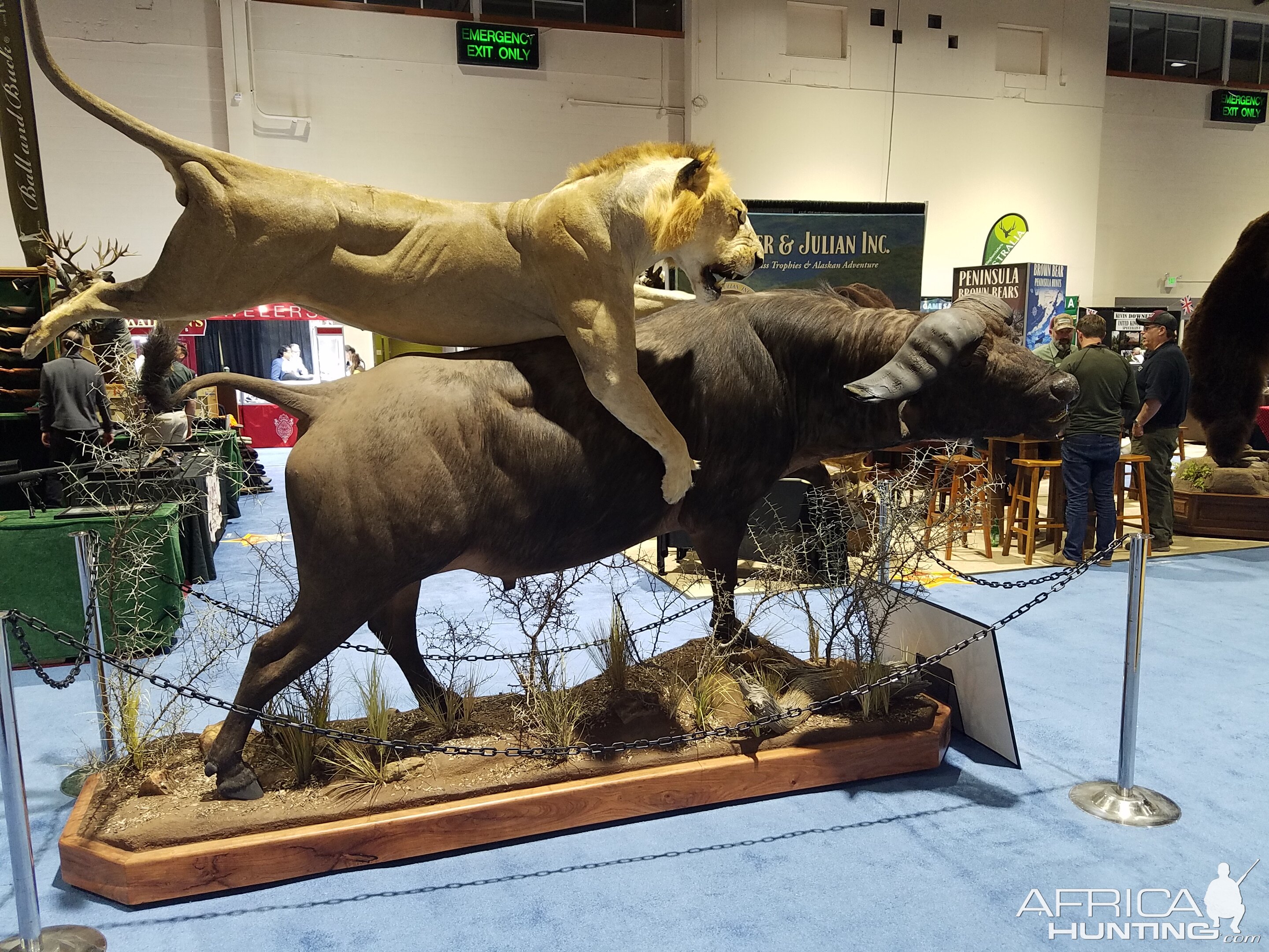 Lion hunting Buffalo Full Mount Taxidermy at Safari Club International (SCI) Convention Reno 2020