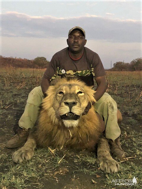 Lion Hunting Matetsi Zimbabwe