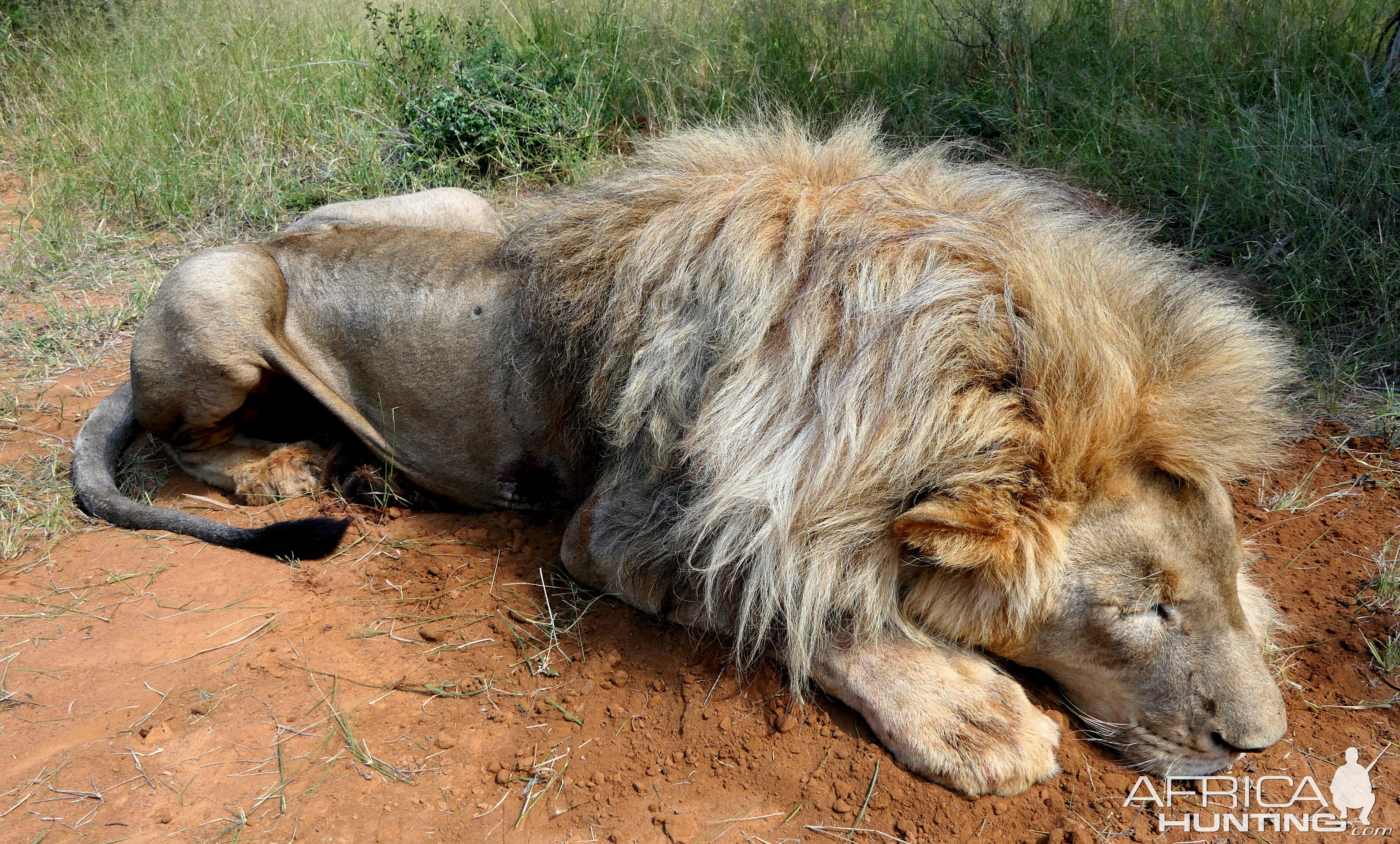 Lion Hunting South Africa