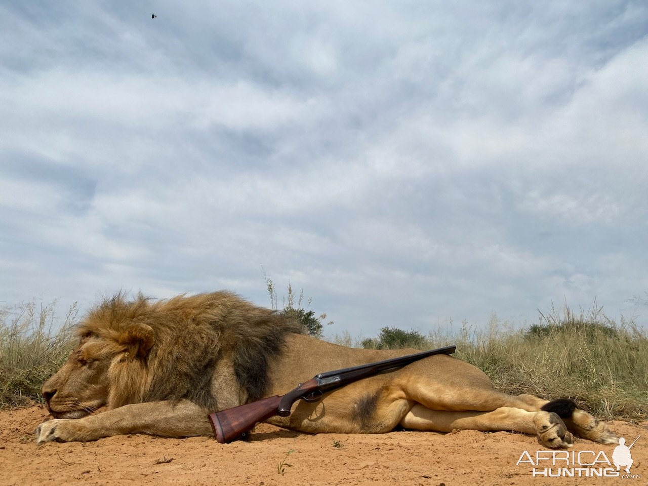 Lion Hunting South Africa