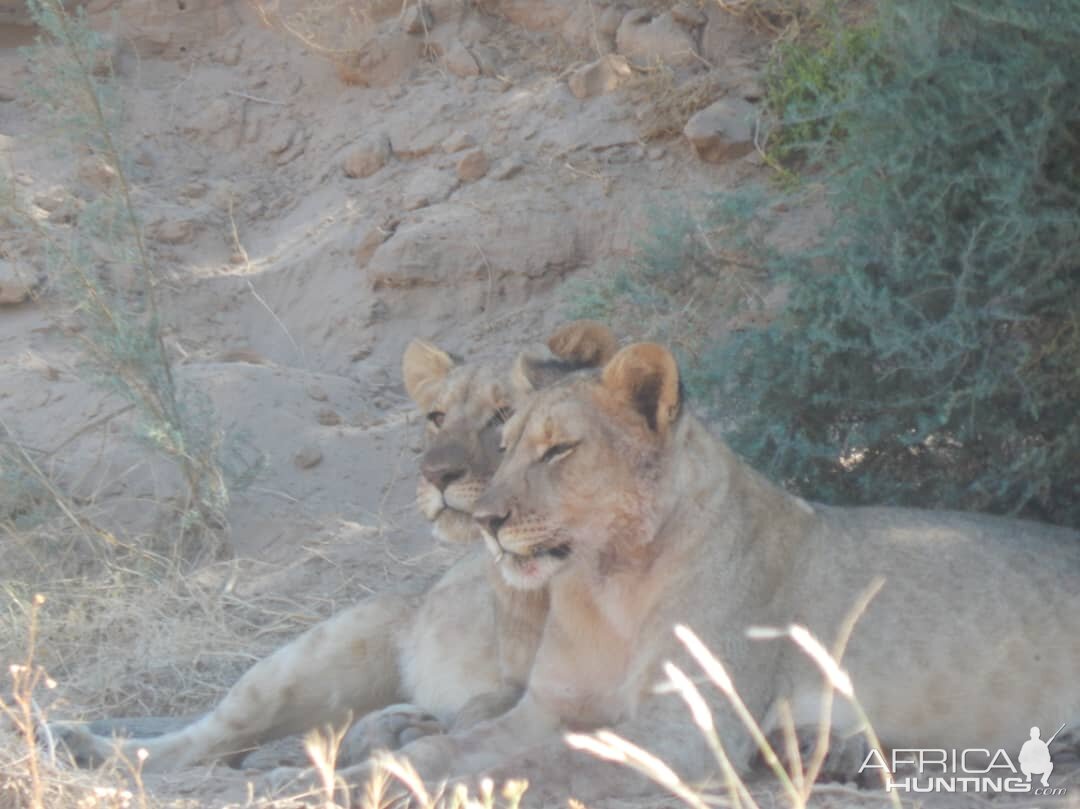 Lion in Hoanib River Valley, Damaraland, Namibia