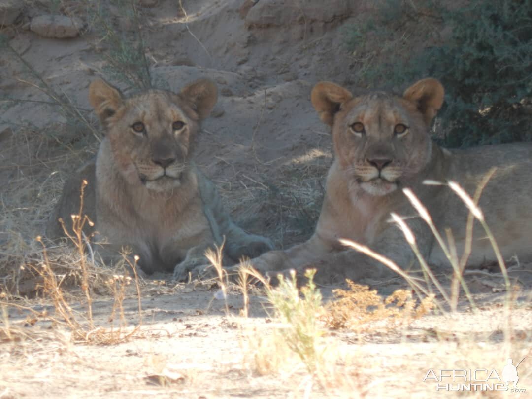 Lion in Hoanib River Valley, Damaraland, Namibia