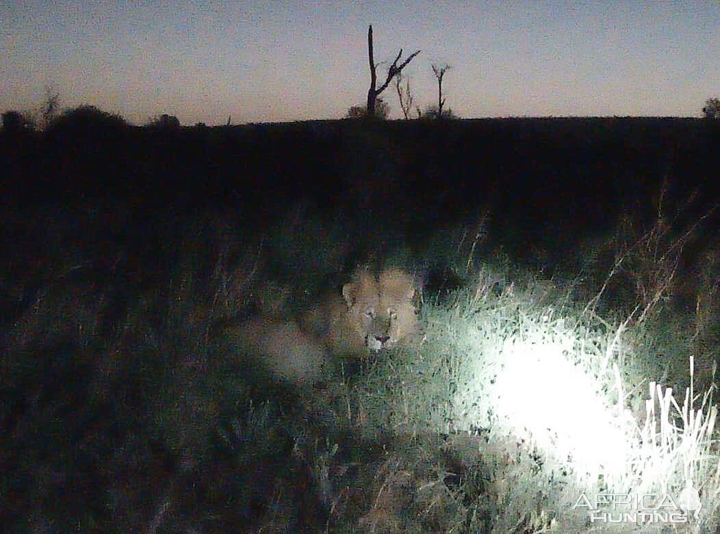 Lion in Mozambique