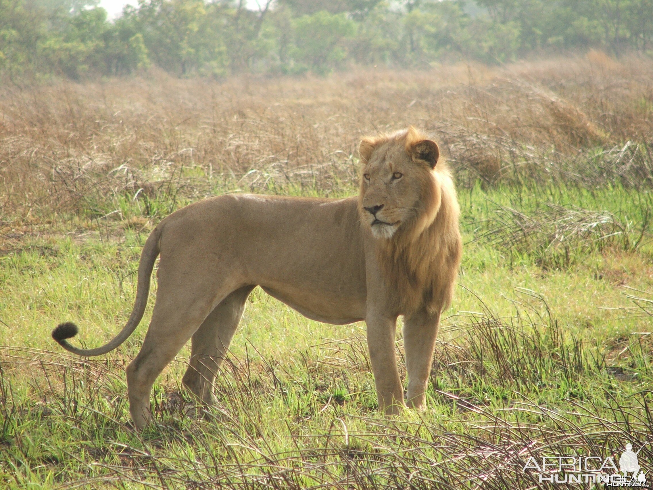 Lion in the heart of Africa