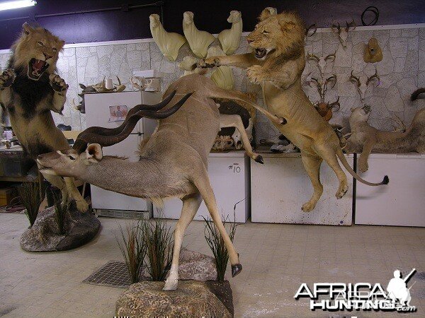 Lion Kudu taxidermy scene by The Artistry of Wildlife