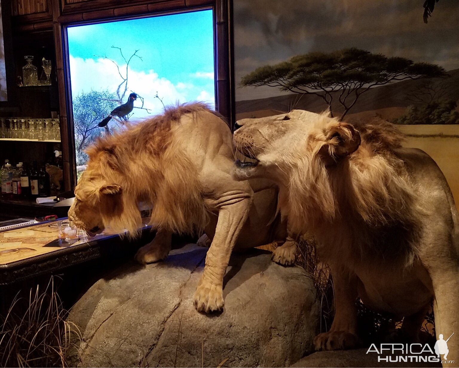Lion & Lioness Full Mount Taxidermy