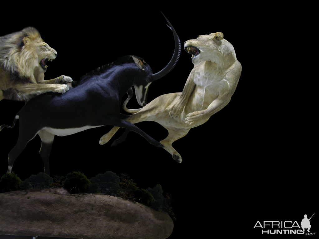 Lion, Lioness & Sable Full Mount Taxidermy Action Scene