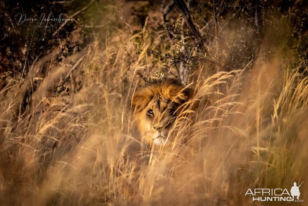 Lion Namibia