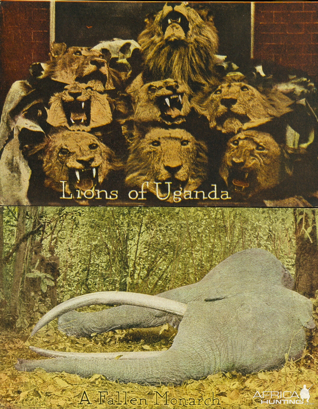 Lion of Uganda and a fallen Monarch