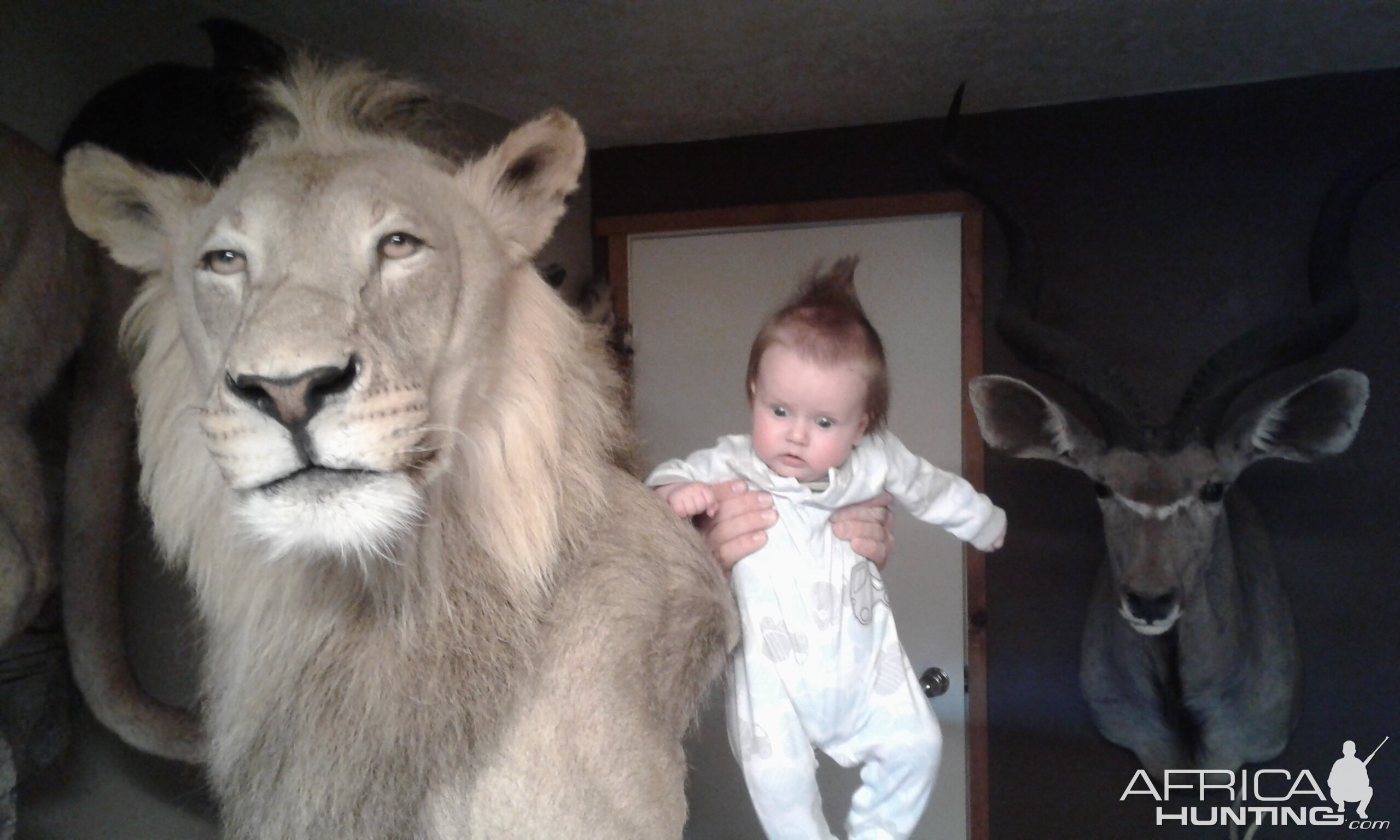 Lion Shoulder Mount Taxidermy