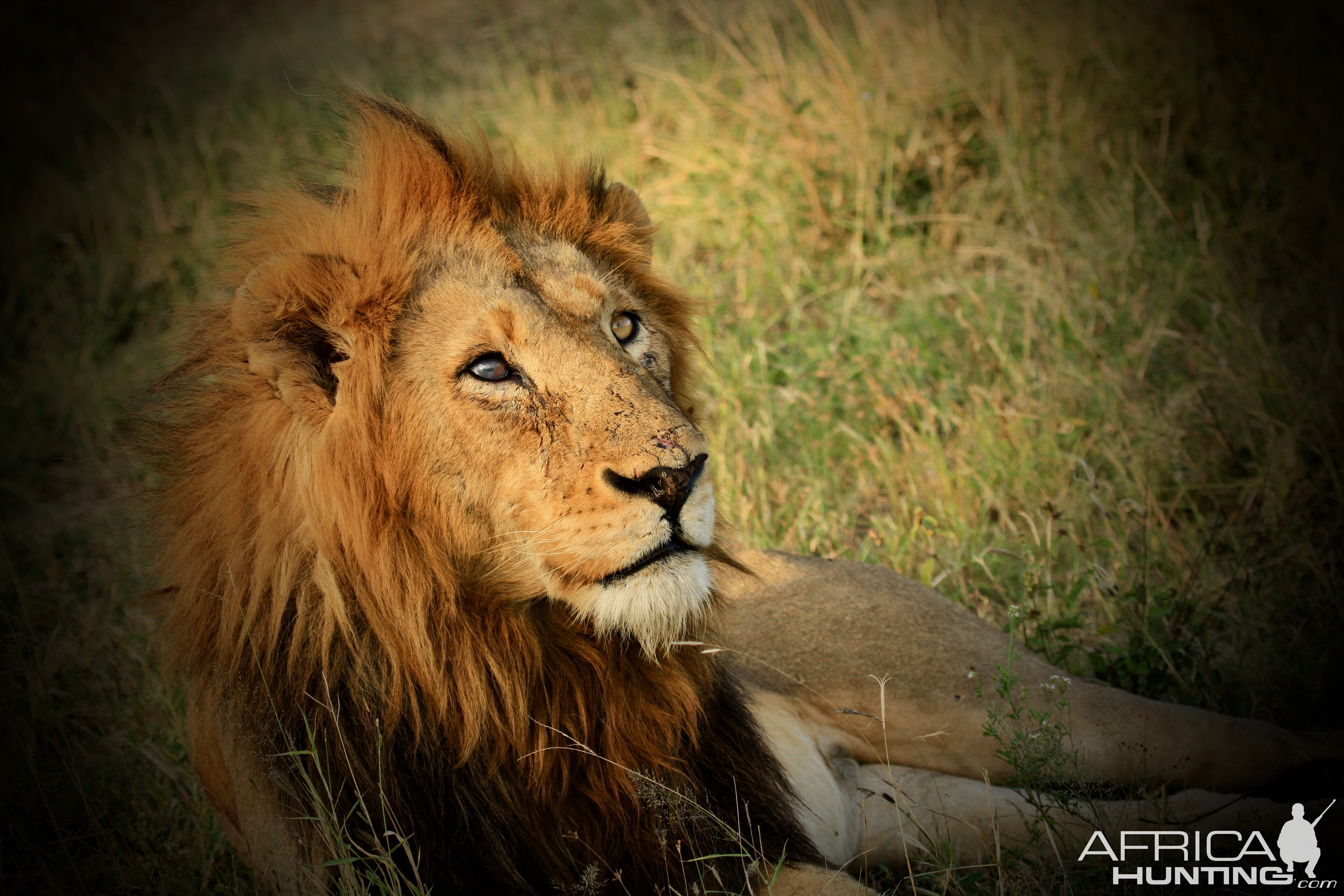 Lion South Africa