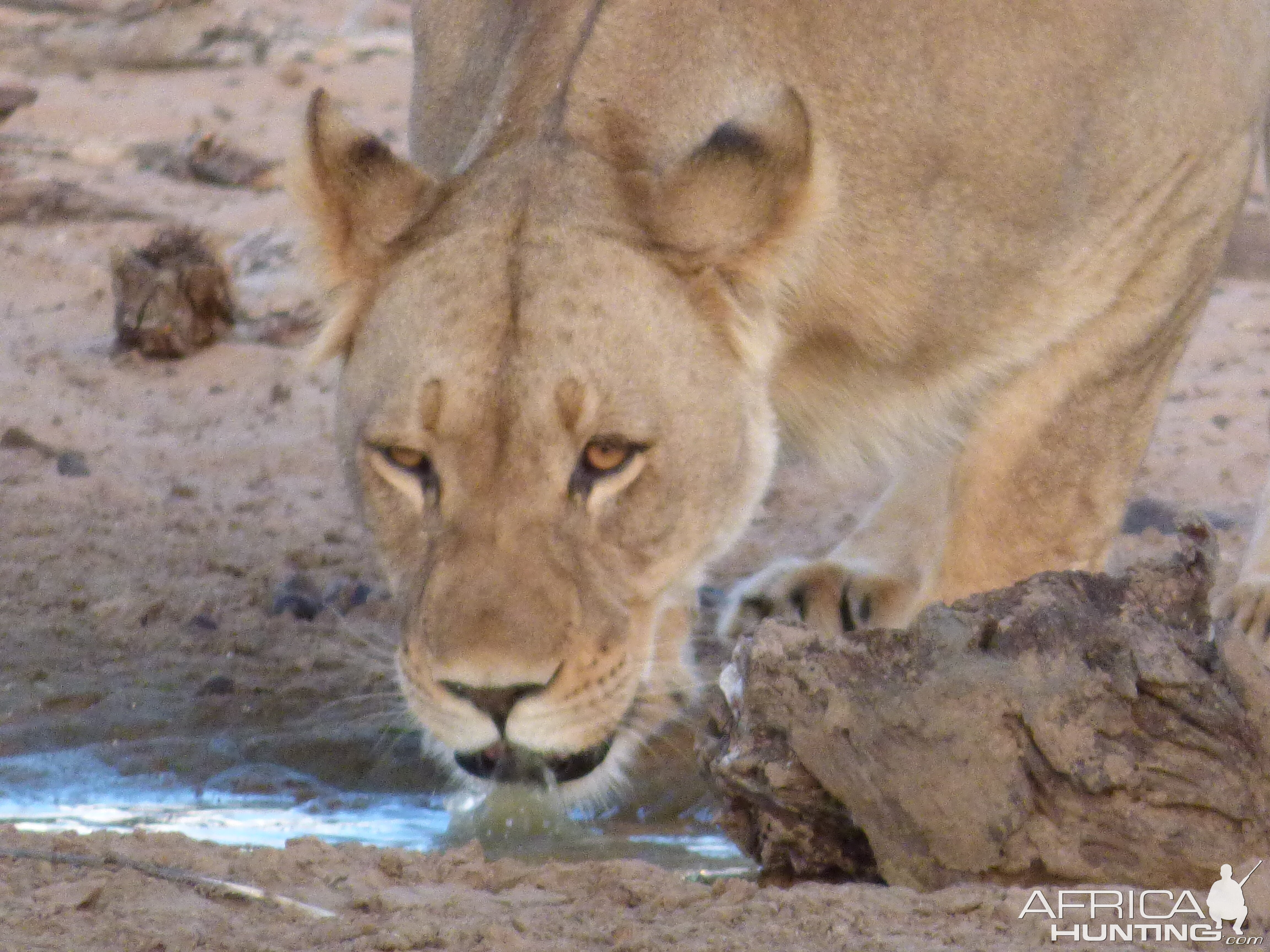 Lion South Africa