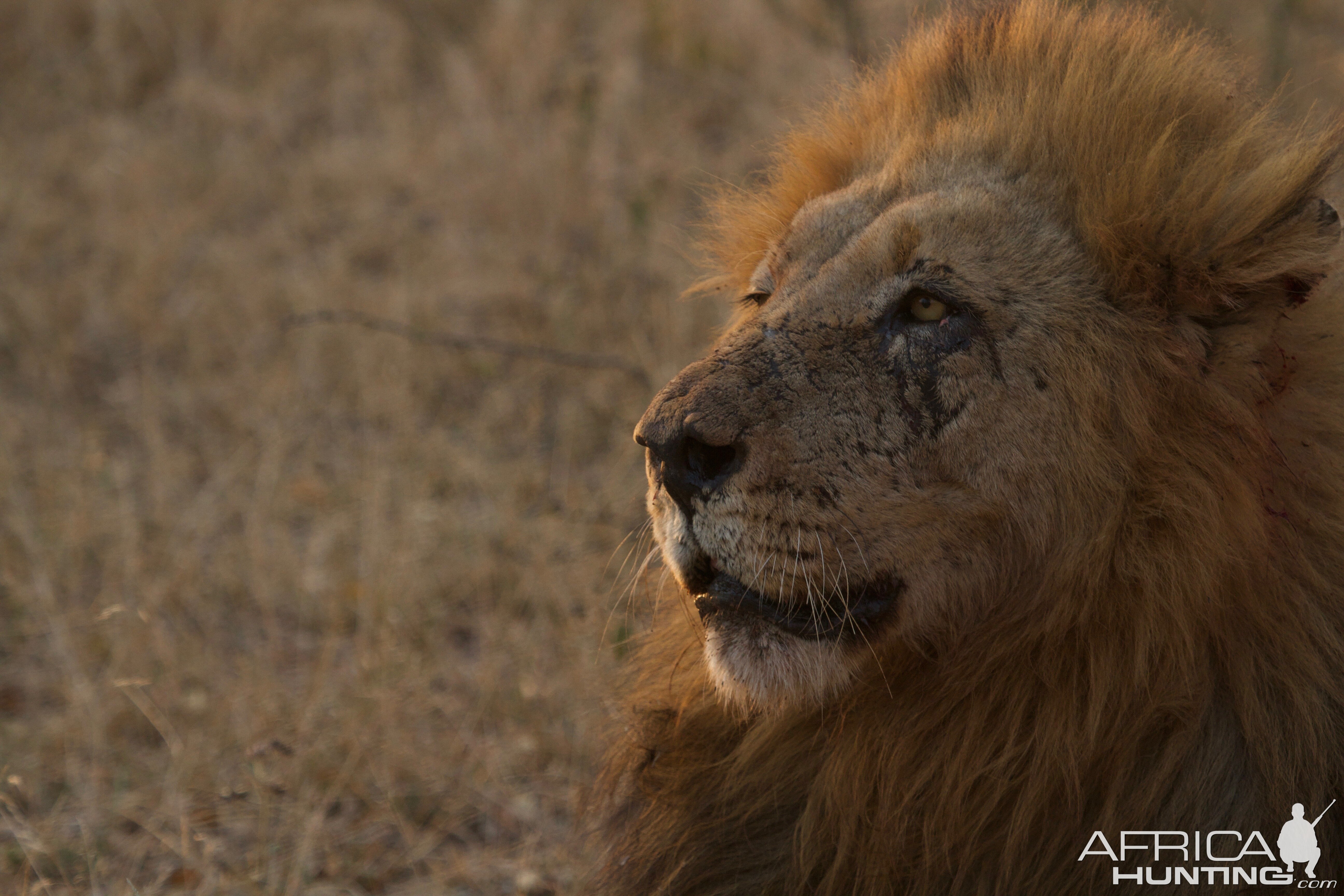 Lion South Africa