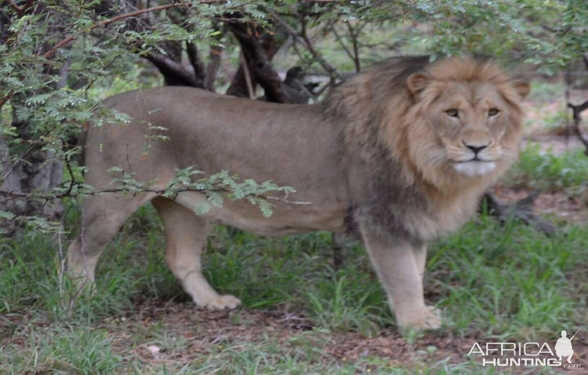 Lion South Africa