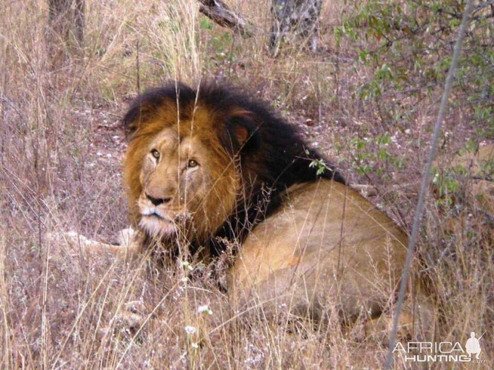 Lion Tanzania