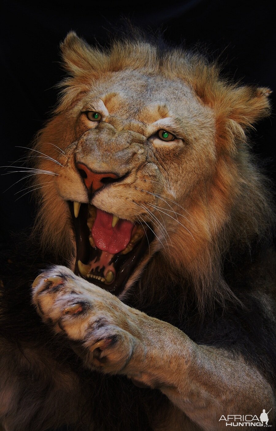 Lion taxidermy close up... by The Artistry of Wildlife