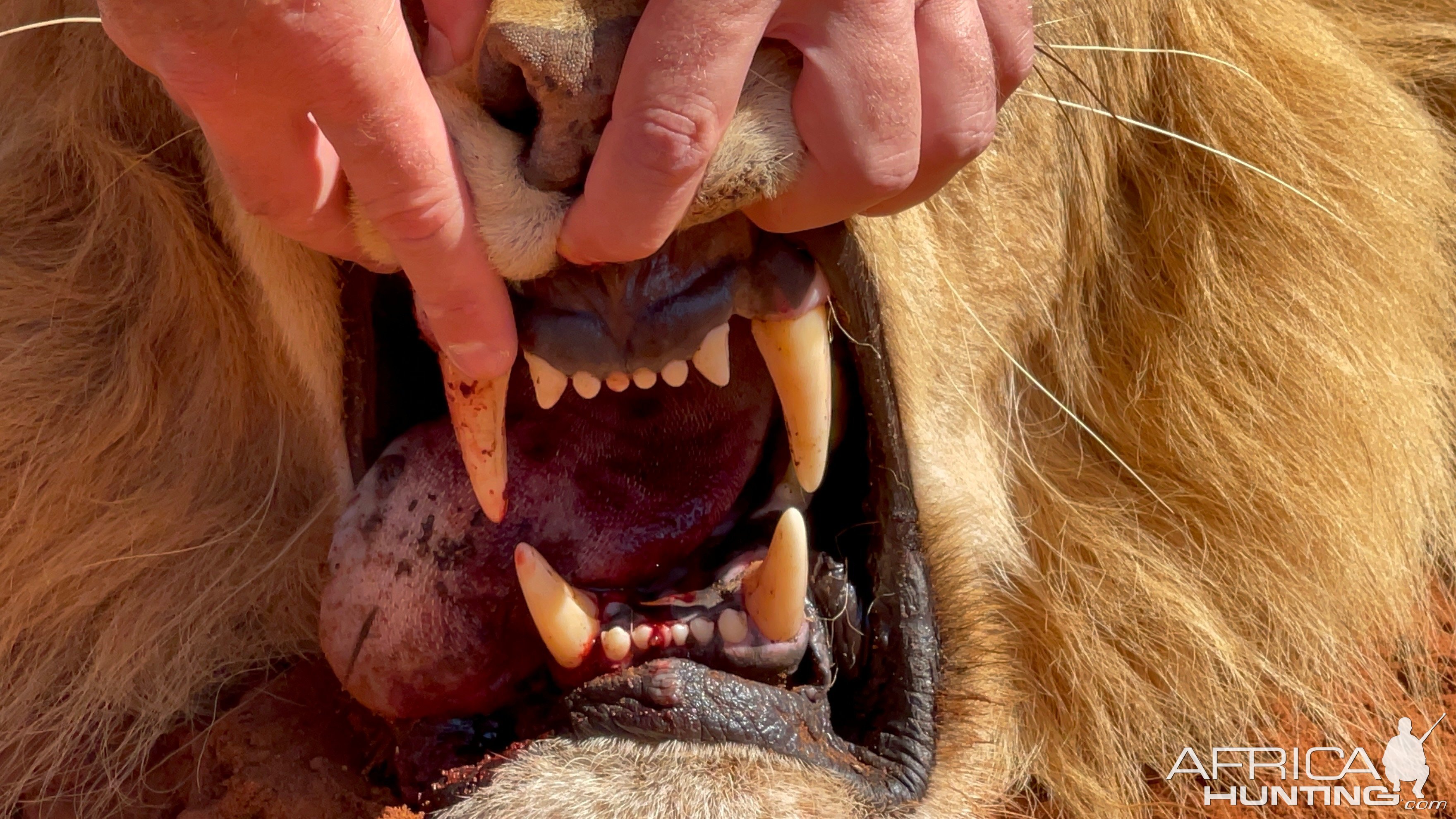 Lion Teeth Zimbabwe