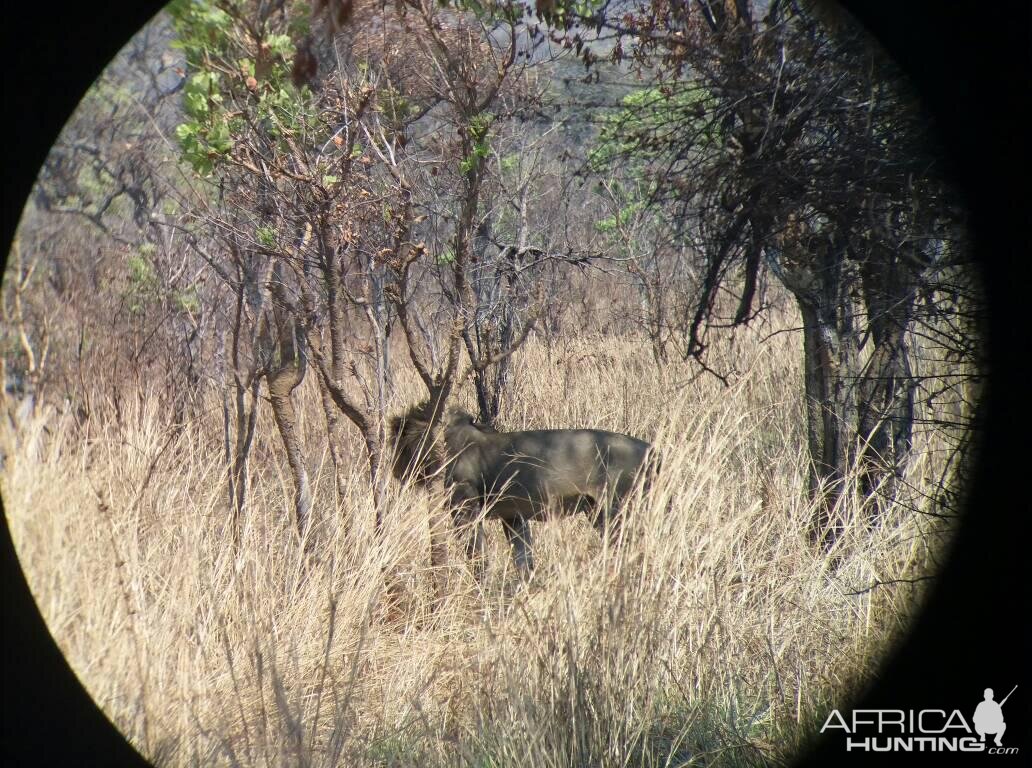 Lion through the scope