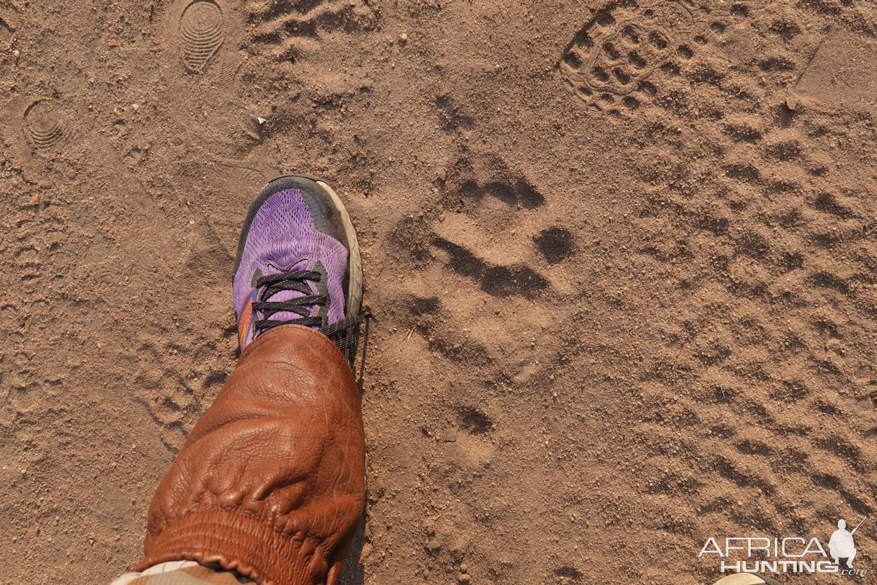 Lion Track Mozambique