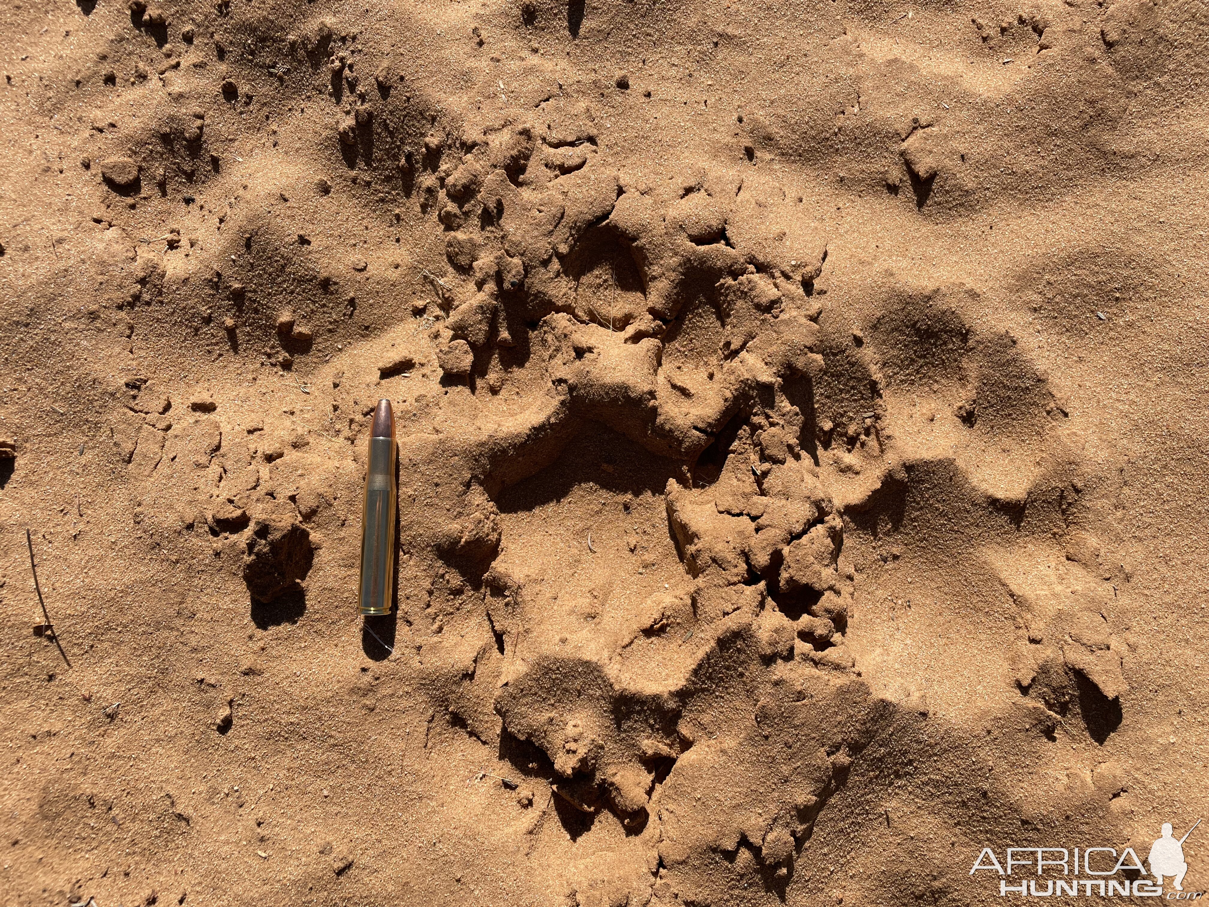 Lion track