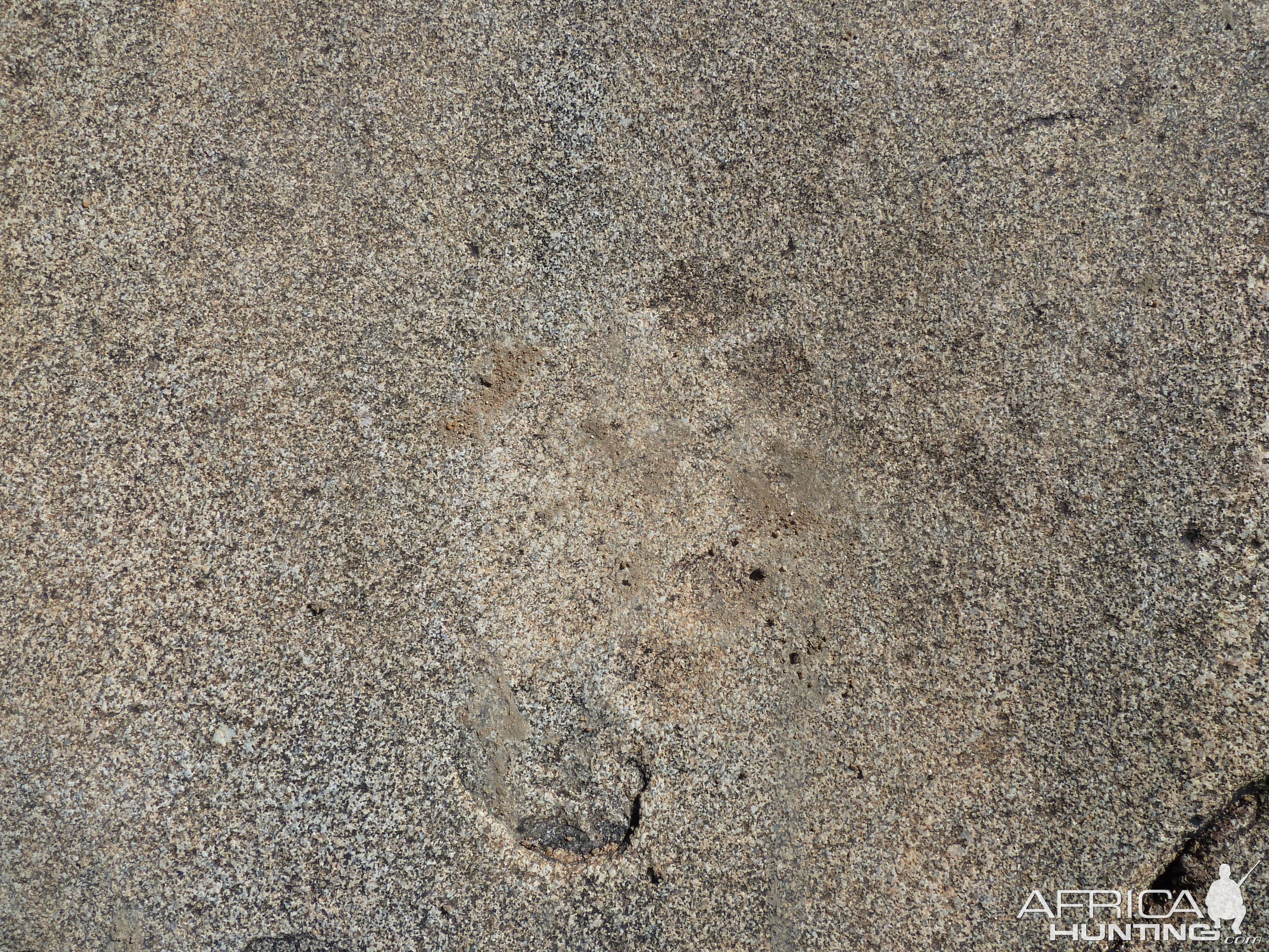 Lion tracks in the rock in Namibia