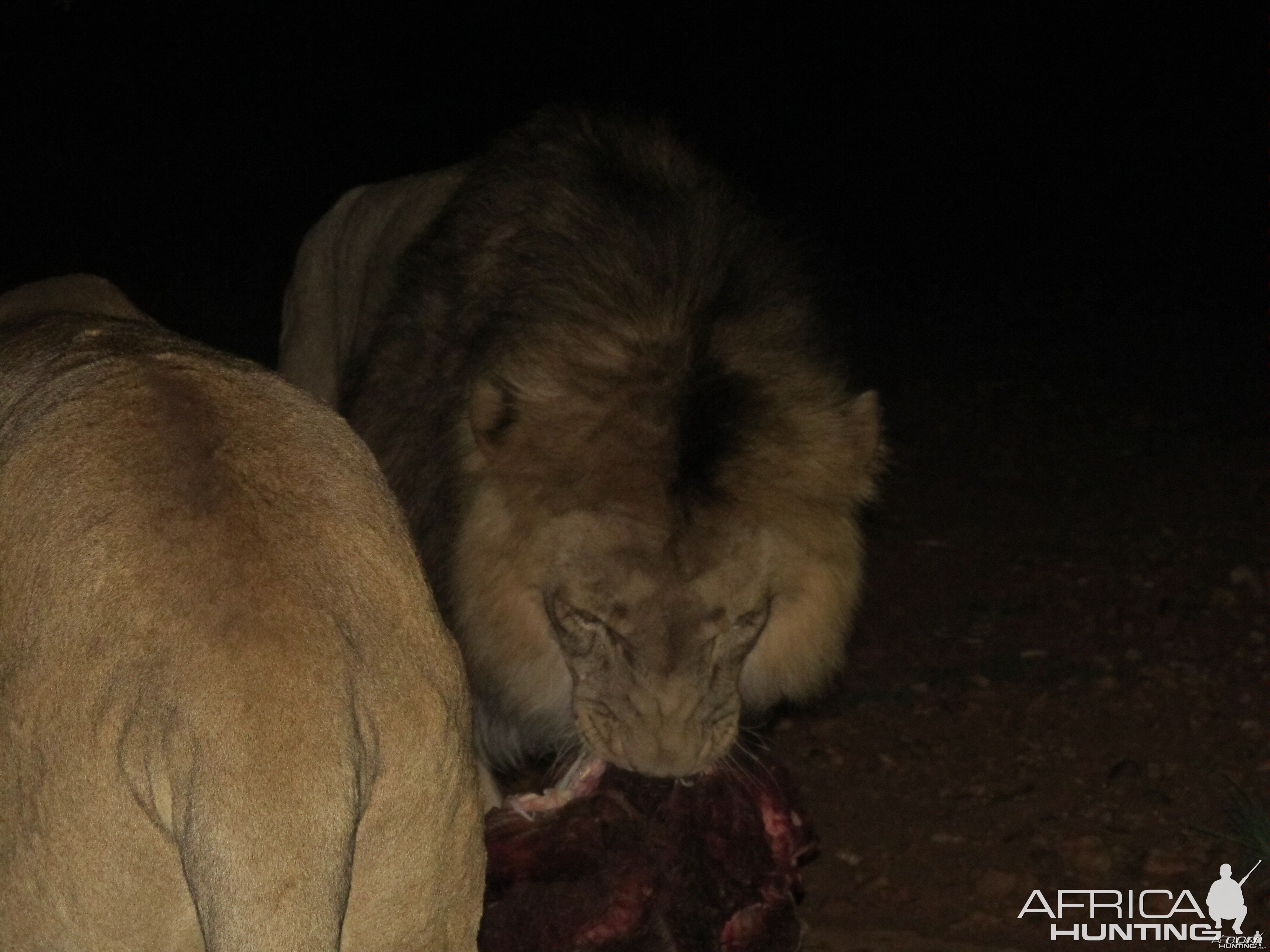 Lion up close and personal