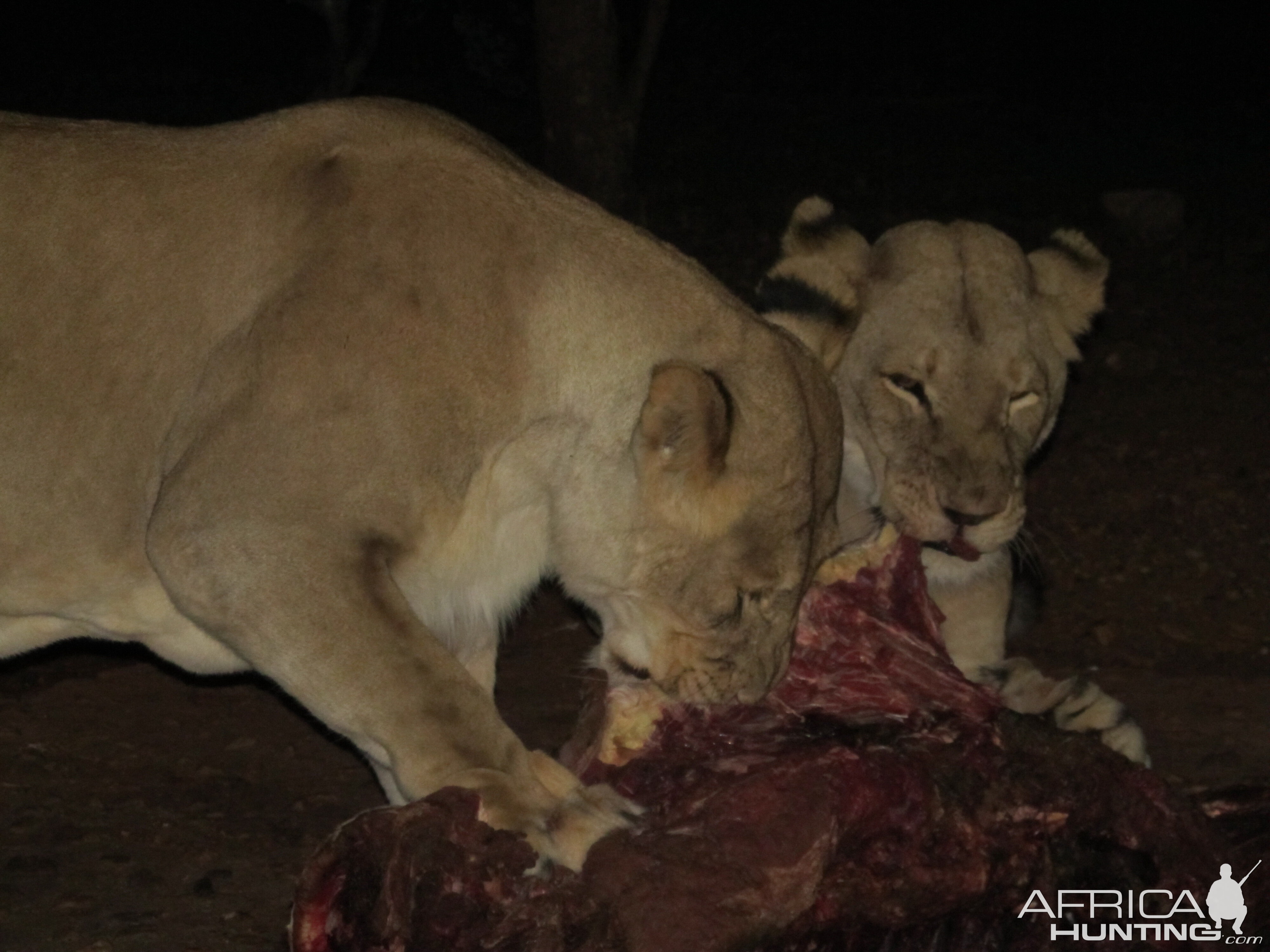 Lion up close and personal