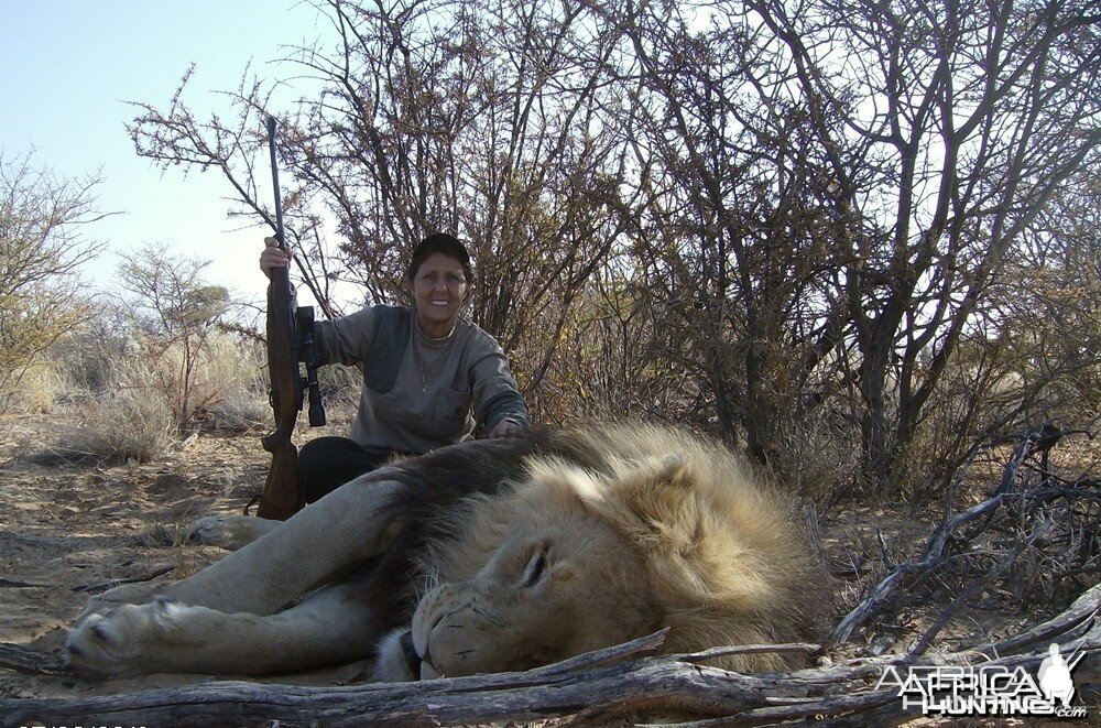 Lion with Savanna Hunting Safari's