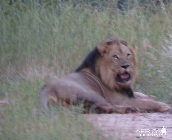 Lion Zimbabwe