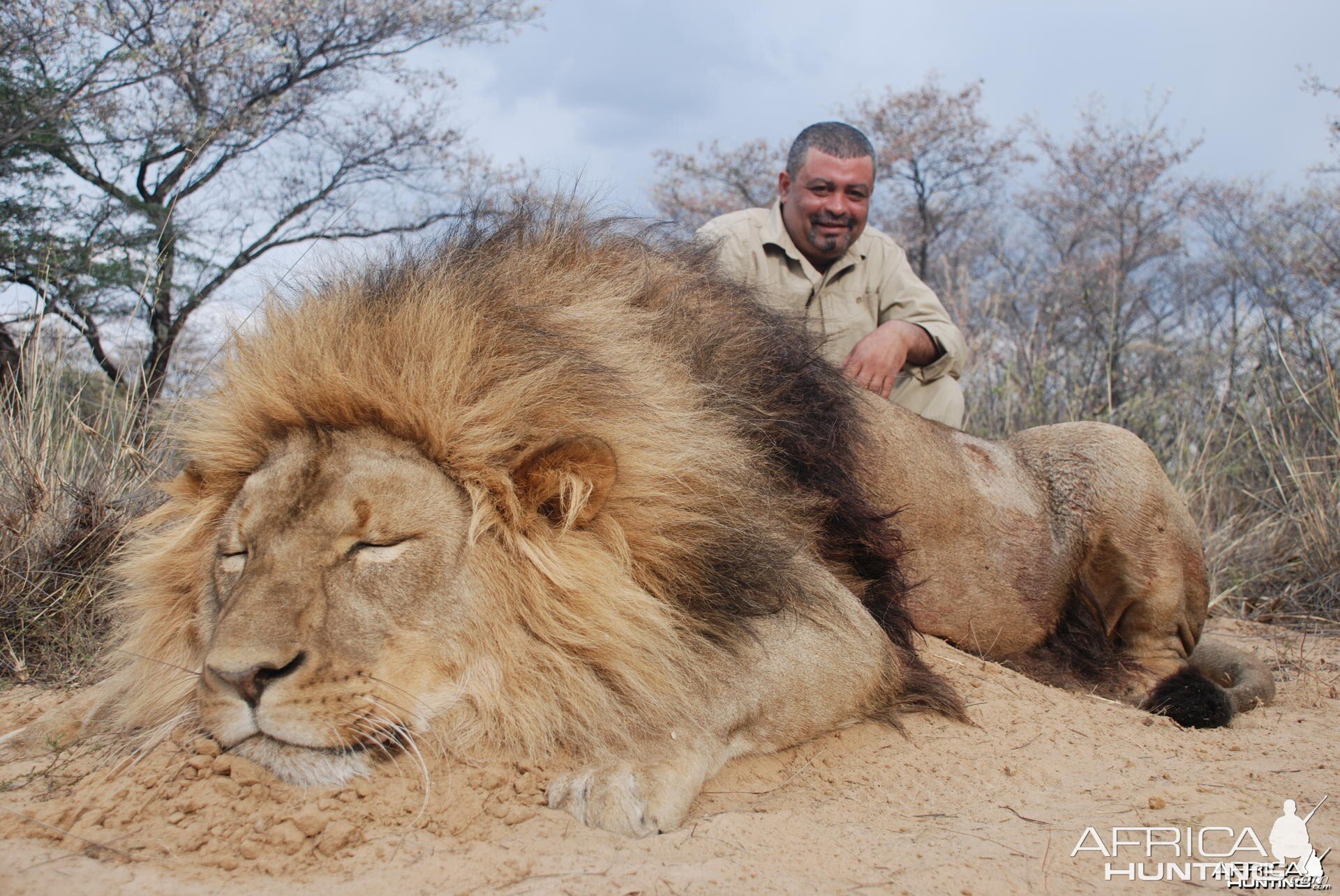 Lion